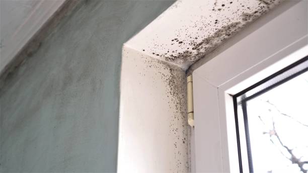 Best Same-Day Mold Removal  in Centerport, NY