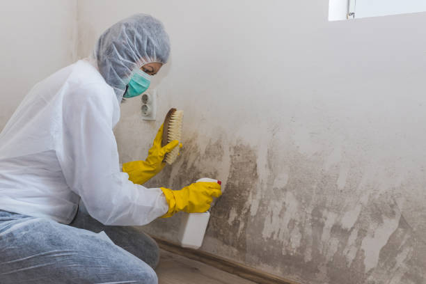 Best Attic Mold Removal  in Centerport, NY