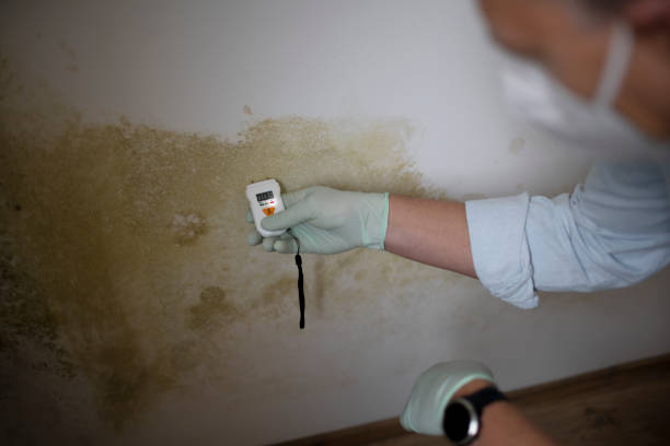 Best Mold Damage Repair  in Centerport, NY