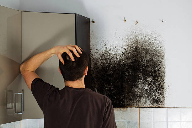 Best Local Mold Removal Service  in Centerport, NY
