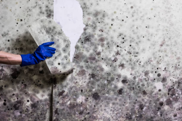 Best Crawl Space Mold Removal  in Centerport, NY