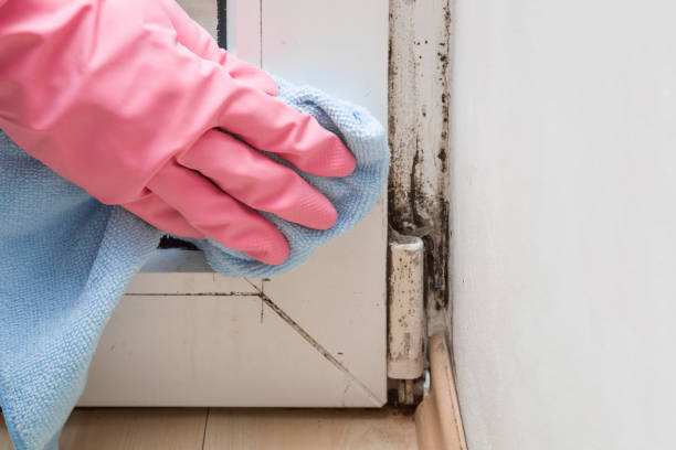 Best Local Mold Removal Service  in Centerport, NY