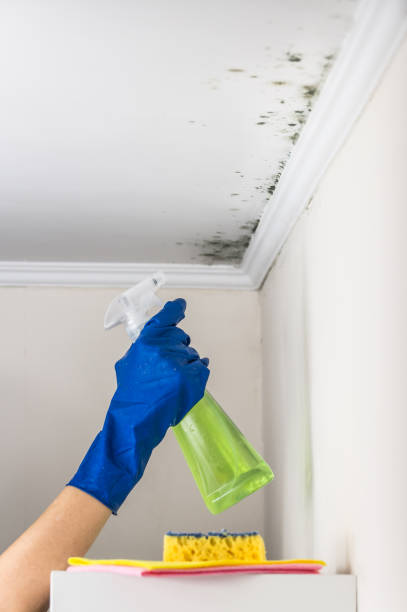 Best Professional Mold Removal  in Centerport, NY