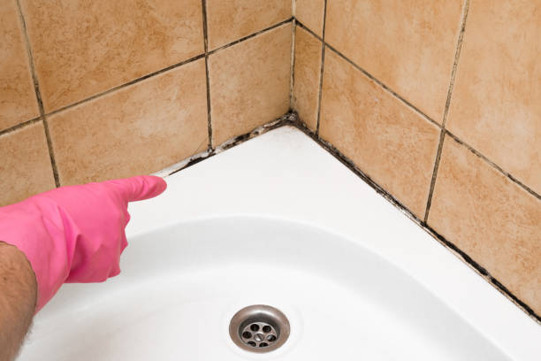 Best Professional Mold Removal  in Centerport, NY